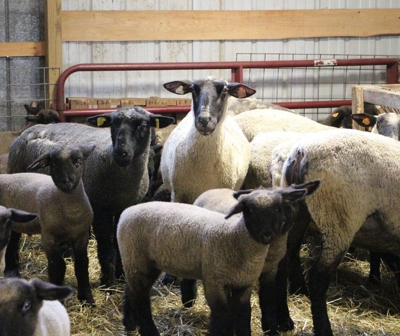 Sheep from the Sacilowski Sheep Farm